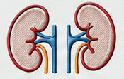 kidneys